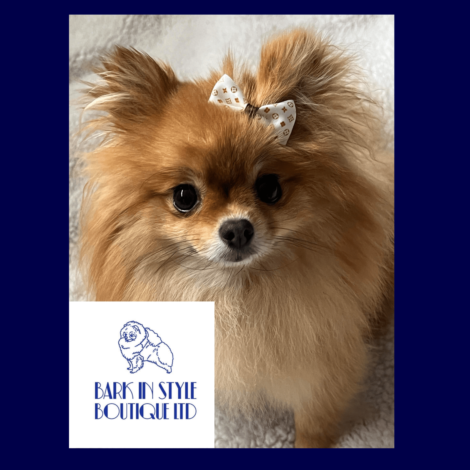 Pomeranian with clearance bow in hair