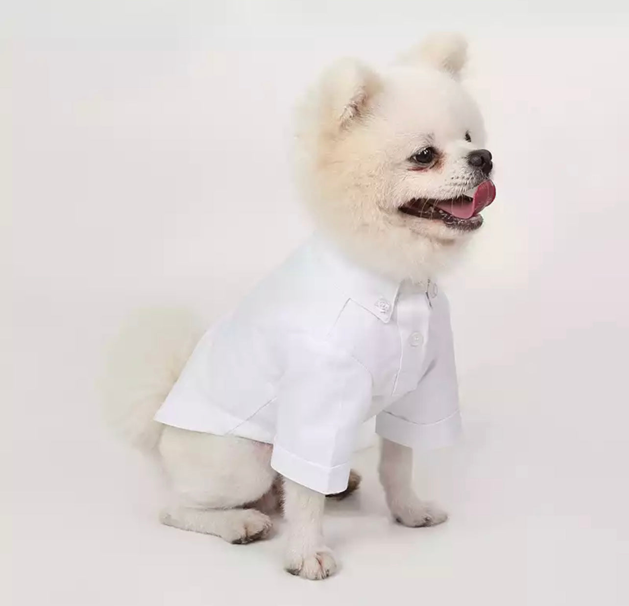 White Cotton Club Dog Shirt  Rover Pet Boutique at PupRwear