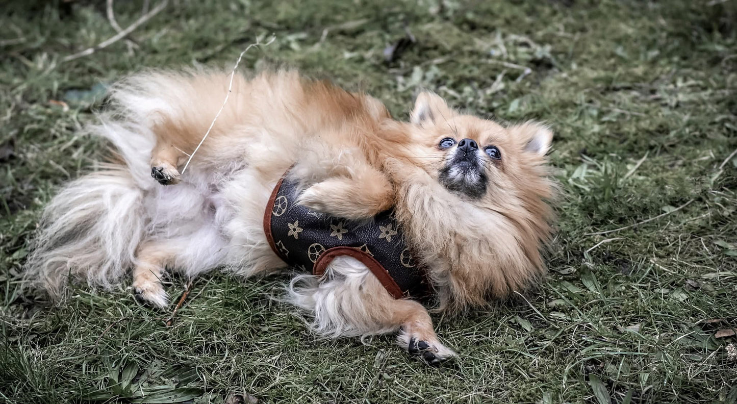 Faux Leather Harness and Lead Set - Brown Flower