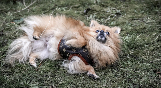 Faux Leather Harness and Lead Set - Brown Flower