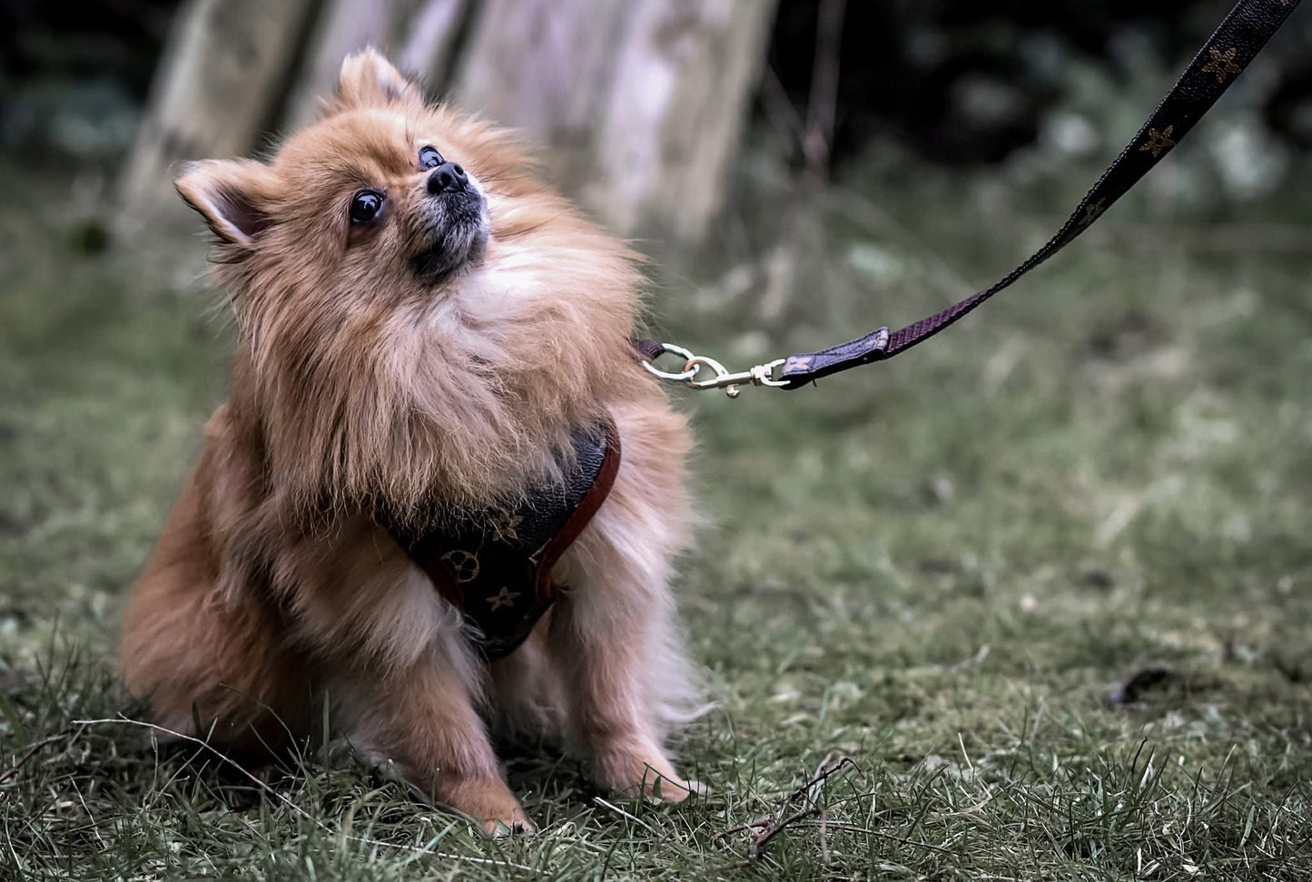 Faux Leather Harness and Lead Set - Brown Flower