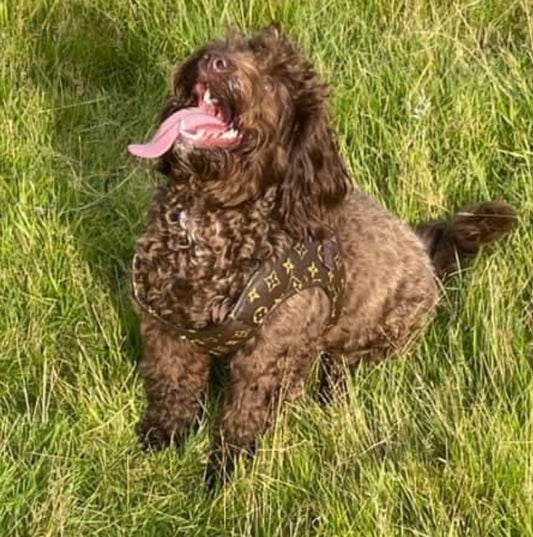 Harness and Lead Set - Brown